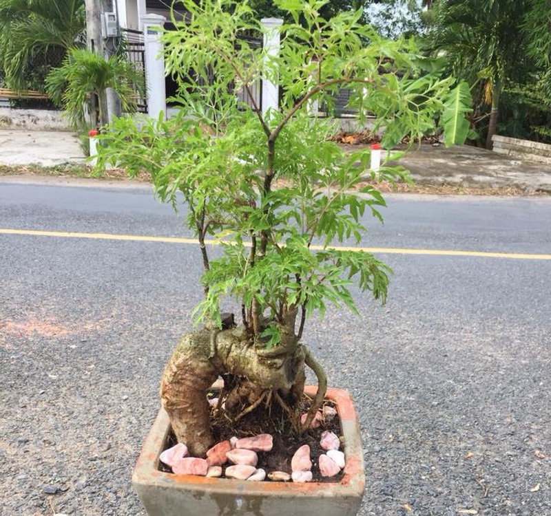 Một gốc đinh lăng được trồng làm cảnh