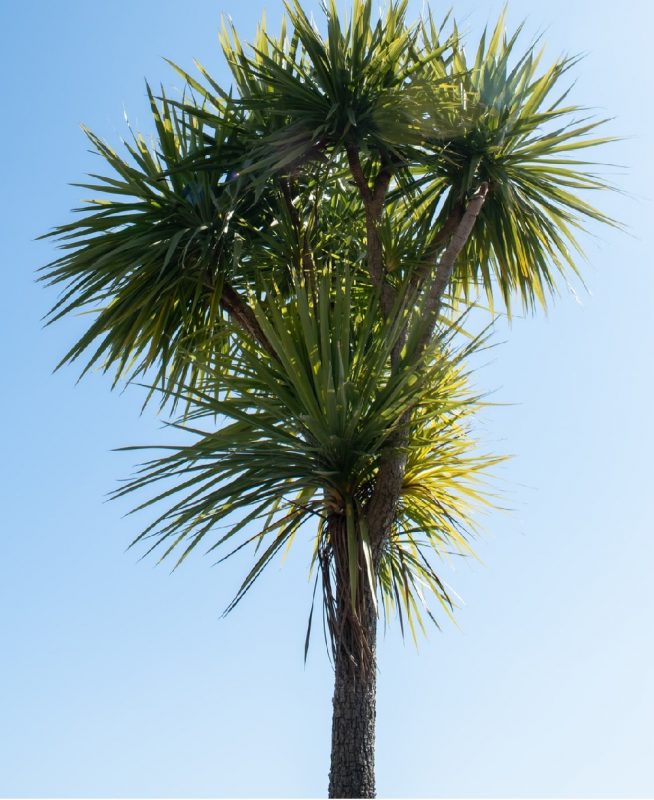 Hình ảnh cây phát tài núi