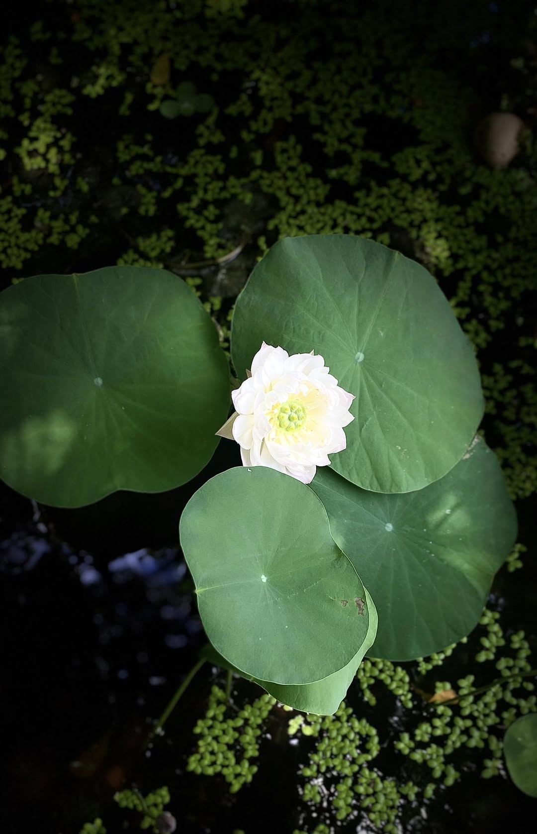 [☕️🇻🇳] KUMO CHAN Coffee and Garden 🥤 Top1Coffee ☕️ Một đóa sen nở nhẹ giữa vườn tĩnh lặng.
Chỉ cần chậm lại một chút, bình yên sẽ tìm đến.
#Kumochan #HoaSen #GocNhoBinhYen
 , shares-0✔️ , likes-2❤️️ , date-2025-05-03 19:08:45🇻🇳🇻🇳🇻🇳📰🆕