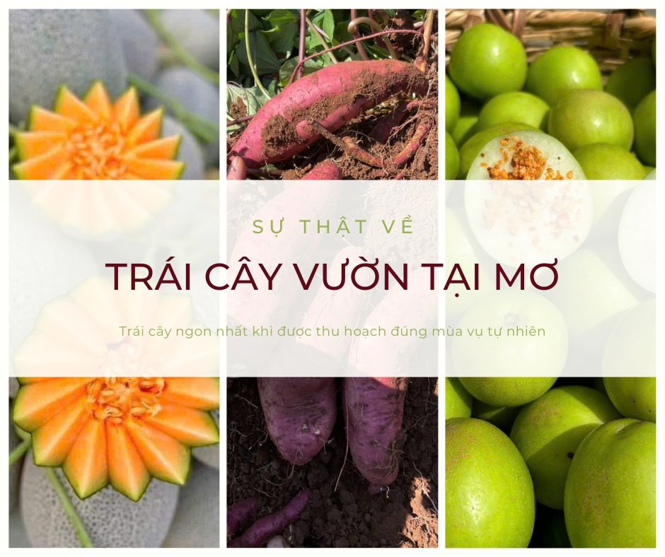 [🆕🇻🇳] Mơ – Fruits and Flowers – Set quà tặng trái cây và hoa tươi cao cấp 🍔 Top1Food  🍜 Một vài sự thật về trái cây tại Mơ
Sau thời gian dài nhận được sự tin yêu lựa chọn từ quý khách hàng, hôm nay Mơ chính thức đưa ra một vài sự thật về chất  , shares-3✔️ , likes-2❤️️ , date-2025-09-08 02:00:11🇻🇳🇻🇳🇻🇳📰🆕