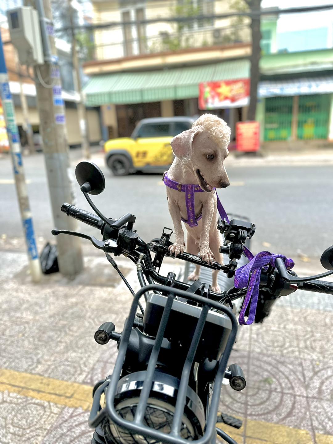 [🆕🇻🇳] V.O.M Việt Nam – Hạt thức ăn hỗ trợ trị liệu đa chức năng 🐶🦜 Top1Pets 🐱🐠 V.O.M RX – ĐÁNH BAY STRESS, VỮNG TINH THẦN!

Không chỉ là là sản phẩm hỗ trợ trị liệu các bệnh lý cơ thể mà còn là sản phẩm giúp thú cưng ổn định tinh thần , shares-0✔️ , likes-2❤️️ , date-2025-10-15 00:54:55🐶🐱🇻🇳🇻🇳🇻🇳📰🆕