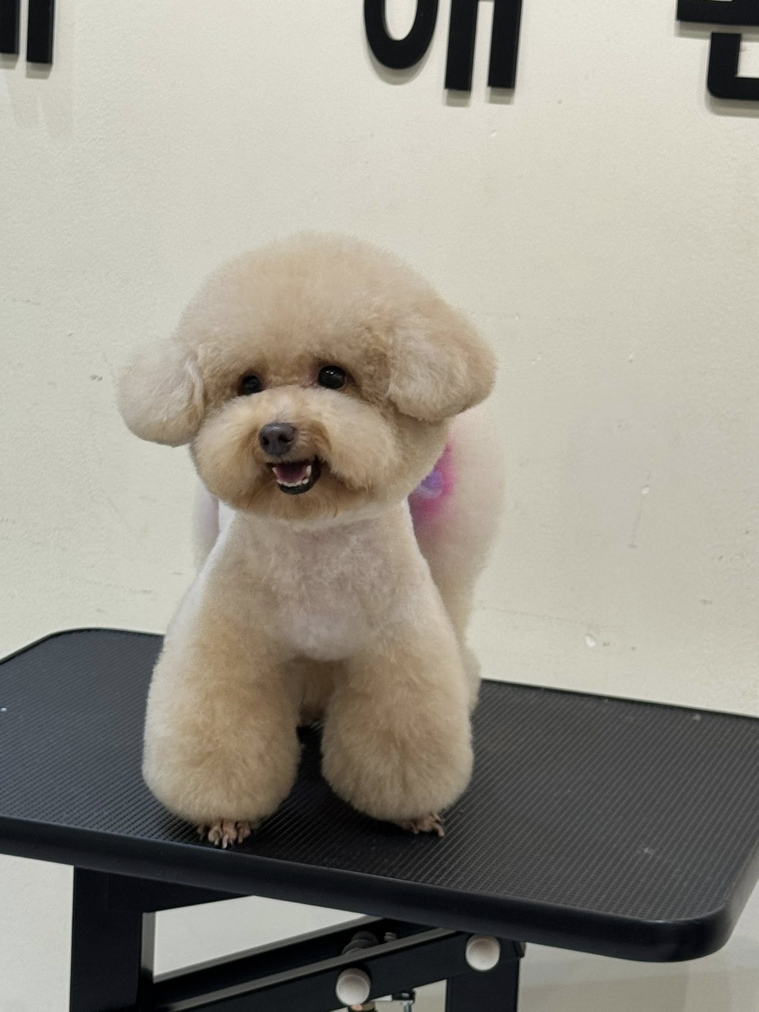 [🆕🇻🇳] KIKI PET 🐶🦜 Top1Pets 🐱🐠 Da trắng , mặt xinh , chung tình dễ bảo..:)))
 , shares-0✔️ , likes-5❤️️ , date-2025-10-25 18:37:57🐶🐱🇻🇳🇻🇳🇻🇳📰🆕