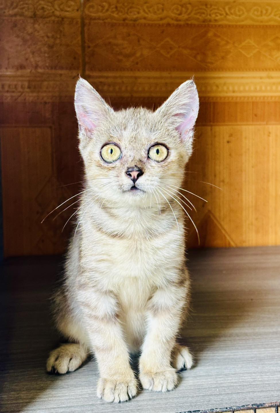 [🆕🇻🇳] TiKids Fashion – Quần Áo Trẻ Em 🧑‍🧒❤️️👶⭐️ NHẸ NHÀNG XINH IUUU CHO ĐẦU TUẦN 

#TikidFashion
 , shares-0✔️ , likes-0❤️️ , date-2025-11-17 16:31:25🇻🇳🇻🇳🇻🇳📰🆕