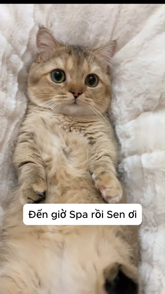 [🆕🇻🇳] Huna Petshop 🐶🦜 Top1Pets 🐱🐠 Làm lông lào , shares-0✔️ , likes-2❤️️ , date-2025-11-28 03:00:55🐶🐱🇻🇳🇻🇳🇻🇳📰🆕