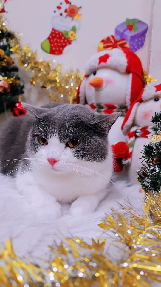 [🧸️🇻🇳] Chuyên sỉ , lẻ đồ chơi cân ký cho bé 🎈Top1Toys🧸️  Cắt bóc tách củ quả 
Số lượng mỗi mẫu còn ít
Quan tâm ib ạ
 , shares-2✔️ , likes-2❤️️ , date-2025-11-20 20:20:32🇻🇳🇻🇳🇻🇳📰🆕