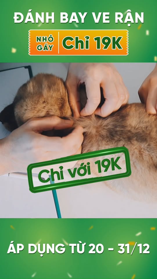 [🆕🇻🇳] Bệnh Viện Thú Y PetHealth Mỹ Đình 🐶🦜 Top1Pets 🐱🐠  TẨY GIUN là giải pháp đơn giản & hiệu quả nhất để ngăn kí giun ký sinh lây sang người.

 DUY NHẤT tại PetHealth, từ ngày 20 – 31/12/2025 này. Tẩy giun cho , shares-0✔️ , likes-7❤️️ , date-2025-12-24 02:30:35🐶🐱🇻🇳🇻🇳🇻🇳📰🆕