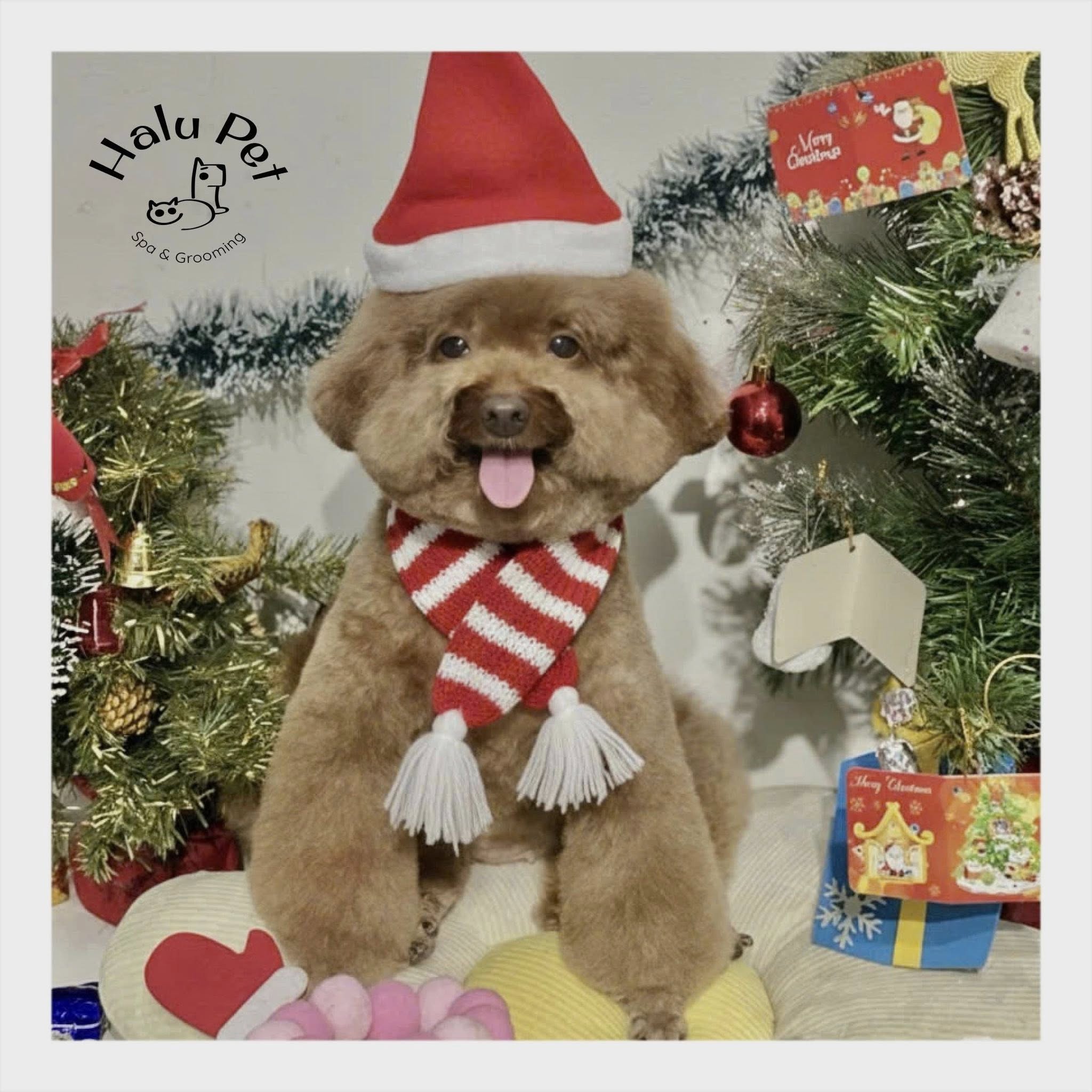 [🆕🇻🇳] FuU Pet – Spa & Hotel Thú Cưng  🐶🦜 Top1Pets 🐱🐠 Chẳng mấy khi xe lạnh được mặc áo 
 , shares-0✔️ , likes-2❤️️ , date-2026-01-07 20:11:09🐶🐱🇻🇳🇻🇳🇻🇳📰🆕