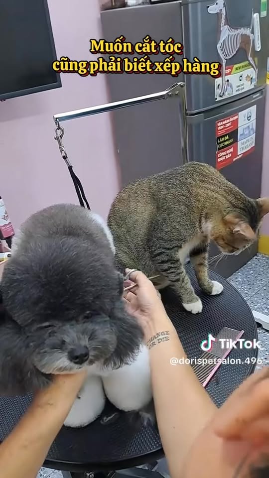 [🆕🇻🇳] DORIS Grooming –  PET SALON – Dịch vụ thú cưng 🐶🦜 Top1Pets 🐱🐠 Tưng bừng khuyên mãi 1 kèm 1 khi sử dụng dịch vụ làm đẹp tại DORIS. 
book trúng tay vịn hay bảo kê ao hồ phụ thuộc sư hợp tác của quý khách 
————– , shares-0✔️ , likes-1❤️️ , date-2025-12-19 18:12:57🐶🐱🇻🇳🇻🇳🇻🇳📰🆕