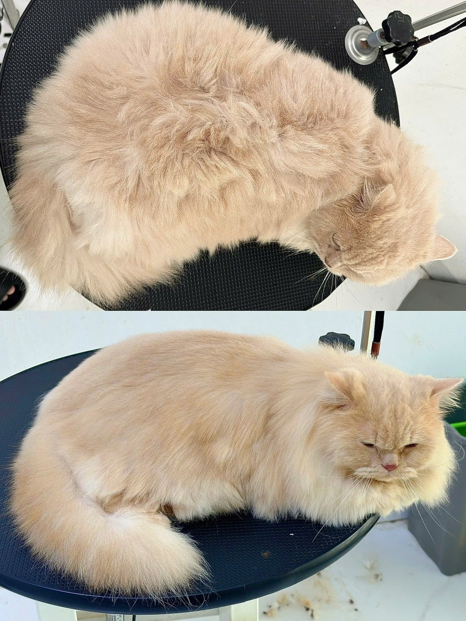 [🆕🇻🇳] HaLu Pet – Người chăm thú cưng 🐶🦜 Top1Pets 🐱🐠 Chỉ còn vài ngày nữa là đến Giáng Sinh rồi, ba mẹ đã kịp booking cho bé cắt tóc xinh iuu chưa ạ

 Booking me: m.me/halupet127

 Tắm căn bản chỉ từ 120ka. 
 , shares-0✔️ , likes-6❤️️ , date-2025-12-22 01:27:53🐶🐱🇻🇳🇻🇳🇻🇳📰🆕