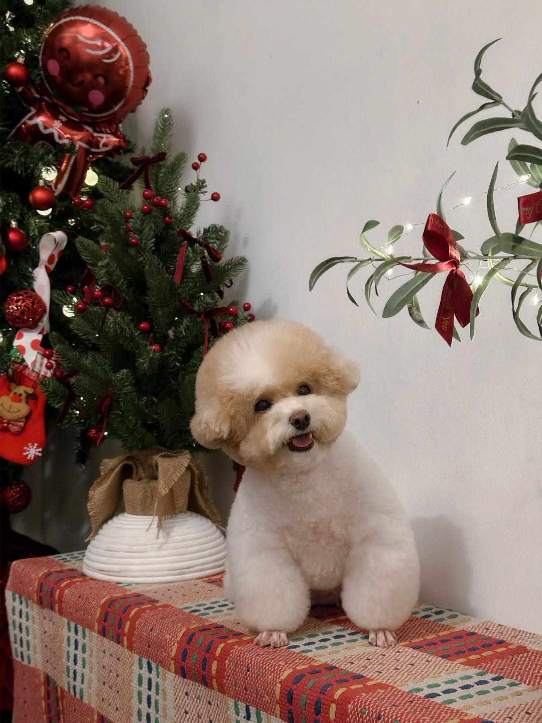 [🆕🇻🇳] DORIS Grooming –  PET SALON – Dịch vụ thú cưng 🐶🦜 Top1Pets 🐱🐠 Cung hỉ christmas … merry phát tài 
Feedback siêu cưng bé Bông cho cô chú #DORIS
Xinh gì đâu xinh quá á á á á. 
Ba mẹ nào muốn chụp hình xinh xẻo như Bông  , shares-0✔️ , likes-8❤️️ , date-2025-12-23 17:27:02🐶🐱🇻🇳🇻🇳🇻🇳📰🆕