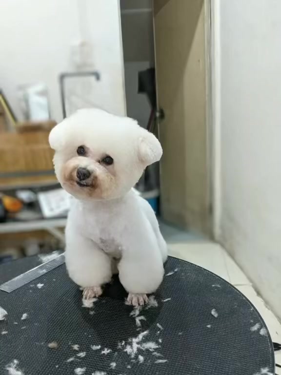 [🆕🇻🇳] An An PetStore 🐶🦜 Top1Pets 🐱🐠 khách hàng có nhu cầu mua thức ăn , phụ kiện thú cưng  truy cập link gian hàng trực tuyến: Ship tận nơi. Link shop: 

An An Petstore  – Spa, tắm, cắt tỉa,  , shares-0✔️ , likes-0❤️️ , date-2026-01-05 16:00:17🐶🐱🇻🇳🇻🇳🇻🇳📰🆕