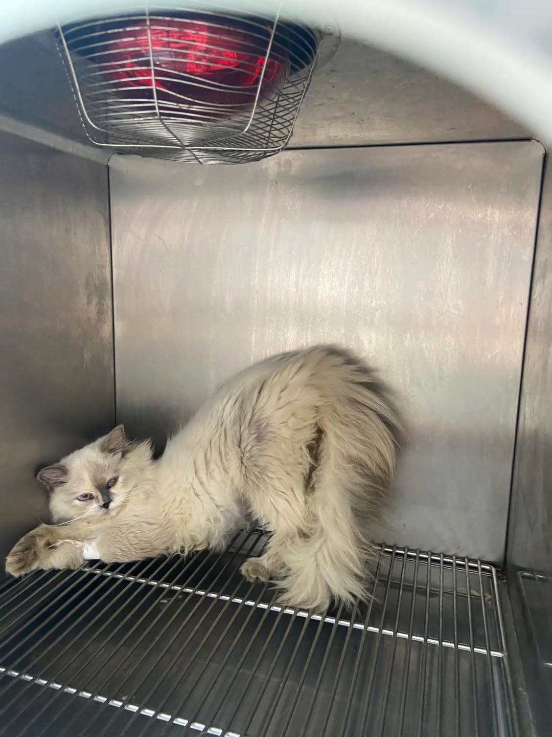 [🆕🇻🇳] Tran pet – Dịch vụ thú cưng 🐶🦜 Top1Pets 🐱🐠  BỮA ĂN NGON – BOSS GẬT GÙ – SEN YÊN TÂM!
Bé có thể “chảnh”, nhưng với SmartHeart thì chỉ có ăn sạch bát!
Vị ngon mê ly, mùi thơm khó cưỡng, lại còn bổ dưỡ , shares-0✔️ , likes-2❤️️ , date-2026-01-01 00:52:03🐶🐱🇻🇳🇻🇳🇻🇳📰🆕