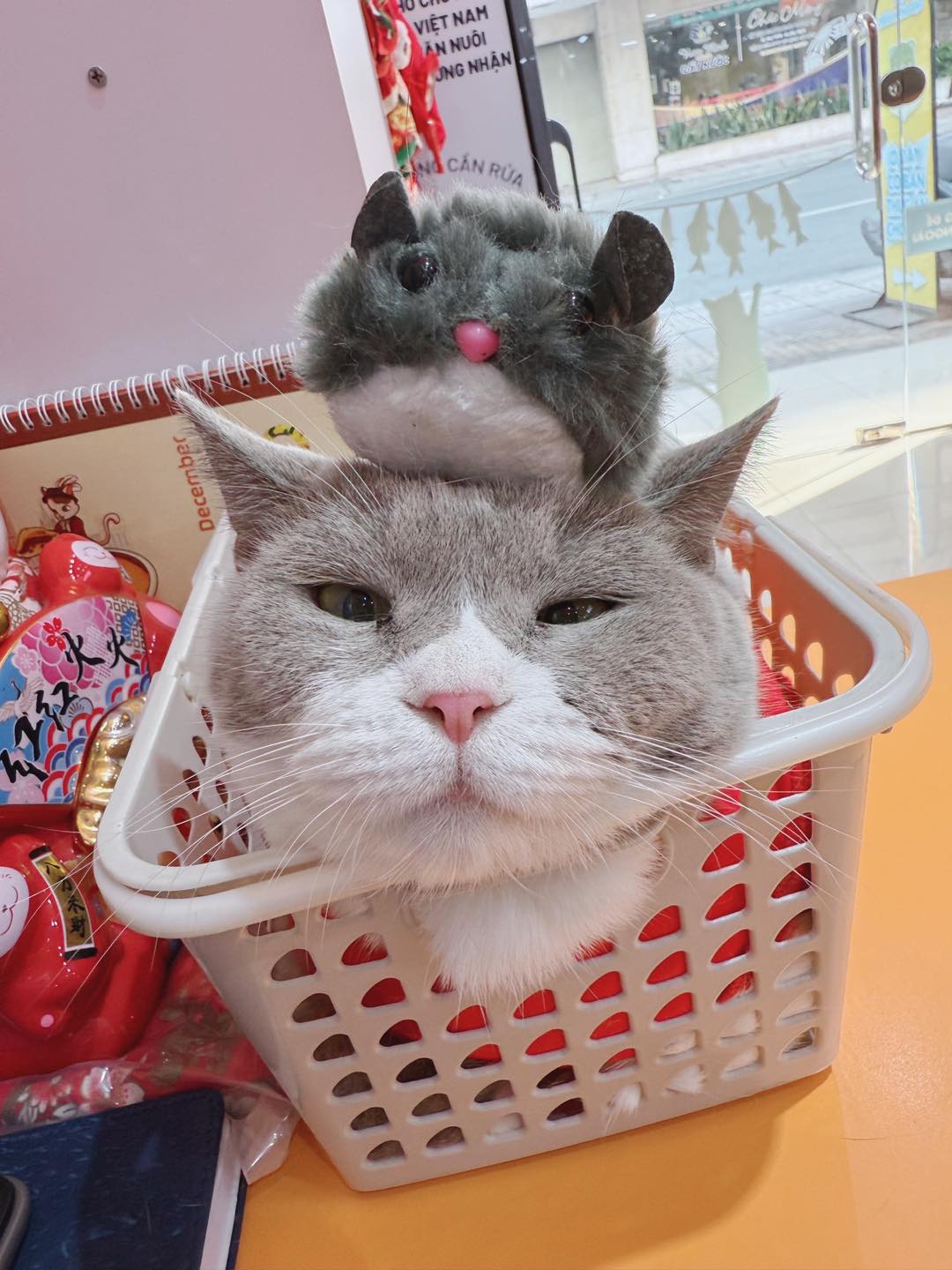 [🆕🇻🇳] PawPaw Petshop – Thức ăn, Phụ kiện & Spa cho thú cưng 🐶🦜 Top1Pets 🐱🐠 Em bé Gà xin được đại diện cho PawPaw “chúc cả nhà Năm Mới Vui Vẻ ” nha !!!! 
 , shares-0✔️ , likes-3❤️️ , date-2026-01-01 22:16:02🐶🐱🇻🇳🇻🇳🇻🇳📰🆕