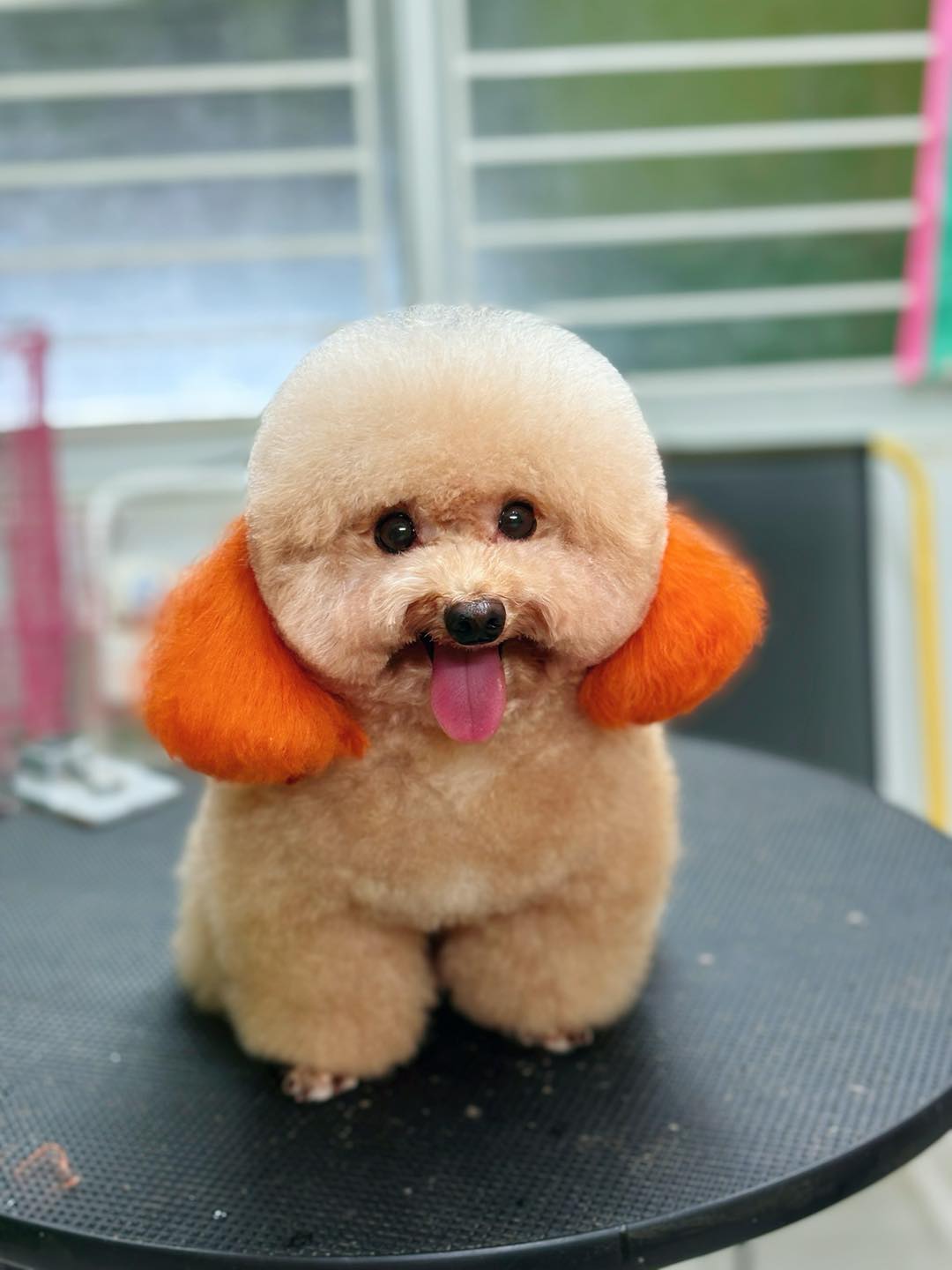 [🆕🇻🇳] Juli Pet Salon – Nha Trang 🐶🦜 Top1Pets 🐱🐠  Tắm sấy chỉ từ 80k, ngoài ra còn có các gói tắm tháng tiết kiệm từ 20% đến 50% lận đó. 

Đã đến mùa làm đẹp của các “Boss” yêu, các bé có các vấn đề rối,  , shares-0✔️ , likes-12❤️️ , date-2026-01-02 18:33:29🐶🐱🇻🇳🇻🇳🇻🇳📰🆕