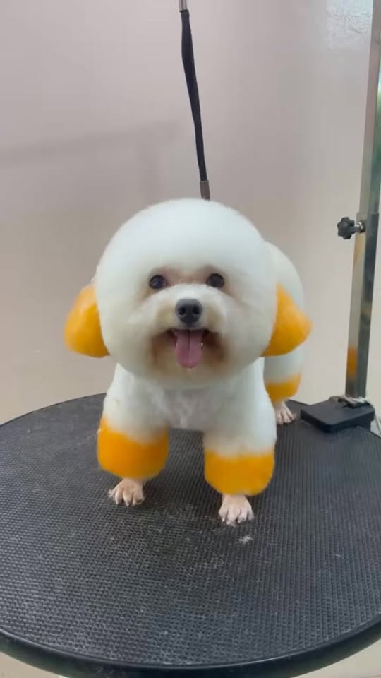 [🆕🇻🇳] Đảo Thú Cưng – Pet Spa 161 Nguyễn Văn Khối, p11, Gò Vấp 🐶🦜 Top1Pets 🐱🐠 Ok lên kiểu này cho iêm , shares-0✔️ , likes-12❤️️ , date-2025-12-25 21:40:47🐶🐱🇻🇳🇻🇳🇻🇳📰🆕