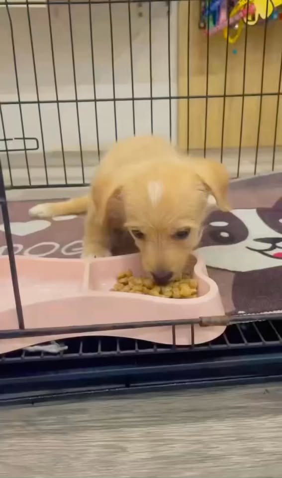 [🆕🇻🇳] Loppy Pet’s Home 🐶🦜 Top1Pets 🐱🐠 Cả 2 cơ sở của Loppy đều hoạt động bình thường cả Tết dương và Tết âm nha. Các bạn cần gửi hotel, spa hay sắm đồ cho bé thì đừng quên ghé Loppy  
Cảm ơn sự , shares-1✔️ , likes-19❤️️ , date-2026-01-01 02:41:11🐶🐱🇻🇳🇻🇳🇻🇳📰🆕