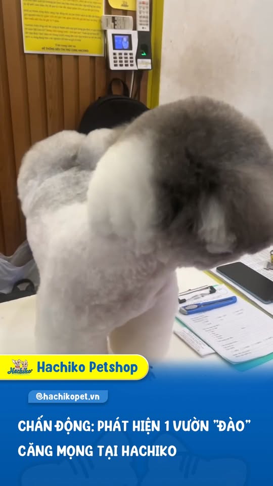 [🆕🇻🇳] Pet Shop Bình Tân- Siêu Thị Thú Cưng Hachiko 🐶🦜 Top1Pets 🐱🐠 Tết sắp gõ cửa rồi đó 

Mang các bé qua Hachiko Spa làm đẹp sớm để mỗi nhà đều rước về một “quả đào” xinh xắn, thơm tho – rạng rỡ đón năm mới nha  , shares-0✔️ , likes-0❤️️ , date-2026-01-03 02:00:15🐶🐱🇻🇳🇻🇳🇻🇳📰🆕