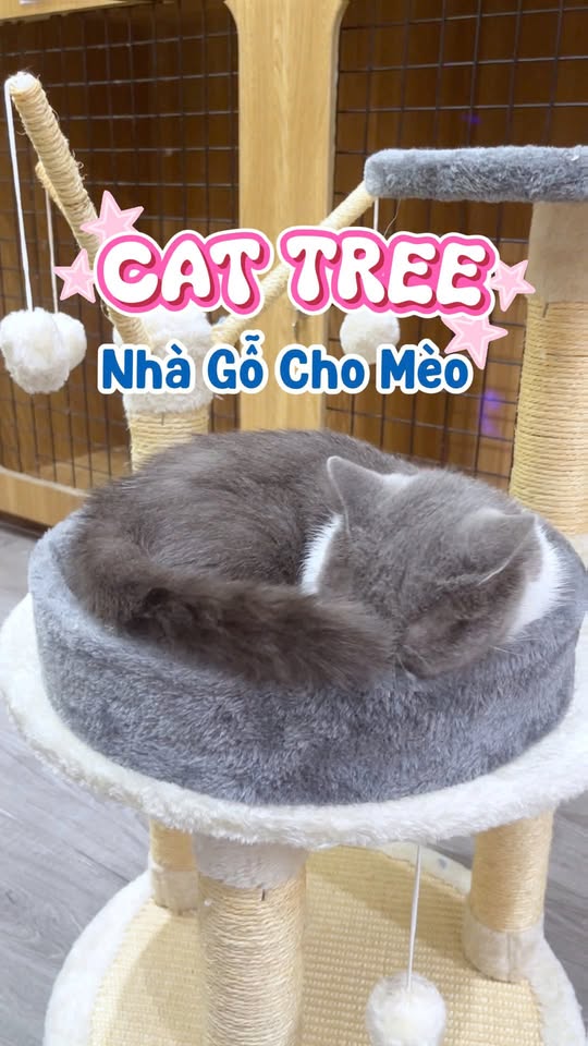 [🆕🇻🇳] Siêu Thị Thú Cưng Hachiko Petmall – 151B Trần Quang Khải P.Tân Định Quận 1 🐶🦜 Top1Pets 🐱🐠  Góc chill mới cho mèo yêu đã cập bến Hachiko!

 Cat tree xinh xắn, chất lượng ổn áp – để bé leo, nằm lười, ngủ ngon mỗi ngày  , shares-0✔️ , likes-1❤️️ , date-2026-01-01 02:00:05🐶🐱🇻🇳🇻🇳🇻🇳📰🆕