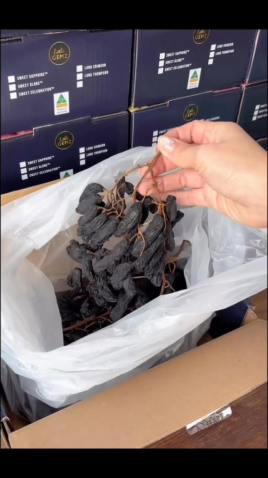 [🆕🇻🇳]  Chợ Mỹ – Hàng xuất xịn cho bé yêu  🧑‍🧒❤️️👶⭐️ Chị khách hỏi nho móng tay chị xem mang biếu có được không? Em quay clip luôn cho các chị xem ạ. Quá đẳng cấp ý!! Chưa ăn loại nho ngon như nho này! , shares-0✔️ , likes-9❤️️ , date-2026-01-09 18:13:43🇻🇳🇻🇳🇻🇳📰🆕