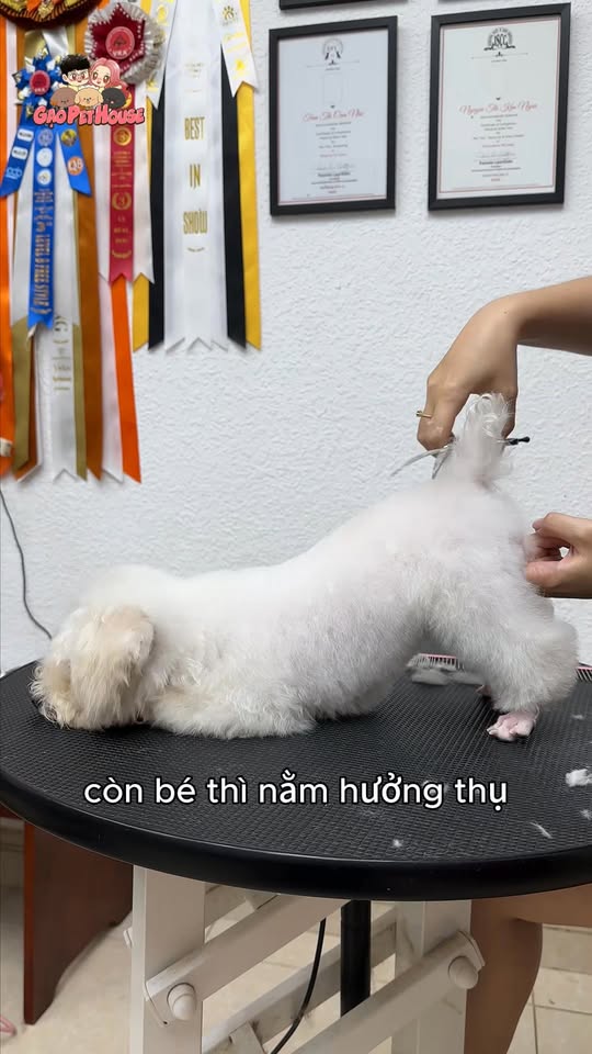 [🆕🇻🇳] Gạo Pet House 🐶🦜 Top1Pets 🐱🐠 Khách : Chó của chị spa xong chưa em ơi , con chó nhỏ xíu mà làm lâu zị 
Thợ :   
 #Gaopethouse
#giữchómèoquatếtởthủdầumột
#spachómèoởbìnhdương
#petsalonth , shares-0✔️ , likes-1❤️️ , date-2026-01-03 15:22:53🐶🐱🇻🇳🇻🇳🇻🇳📰🆕