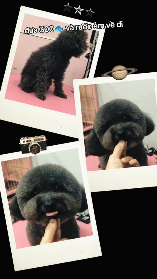 [🆕🇻🇳] Phòng Khám Thú Y 24H Đà Nẵng My Pet Clinic 🐶🦜 Top1Pets 🐱🐠  CẦN TÌM CHỦ MỚI GẤP CHO BÉ MÈO CON 

Anh mình vừa nhặt được một bé mèo con bị bỏ rơi. Bé còn nhỏ, ngoan và rất tội nghiệp.
Tuy nhiên do điều kiện cá nhân, , shares-7✔️ , likes-25❤️️ , date-2026-01-09 04:29:14🐶🐱🇻🇳🇻🇳🇻🇳📰🆕