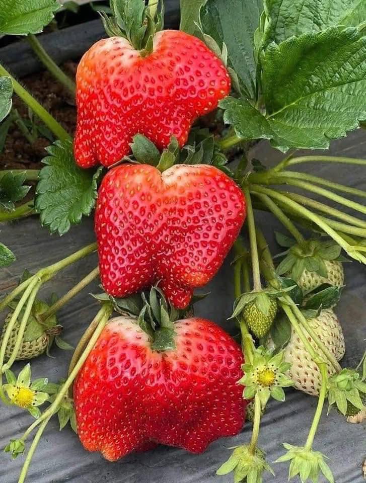 [🆕🇻🇳] Nhung Fruits – Trái cây Việt cao cấp 🍔 Top1Food  🍜 𝐃𝐚̂𝐮 𝐇𝐚𝐧𝐚 𝐬𝐢𝐞̂𝐮 𝐕𝐢𝐩 𝟐𝟕𝟗𝐤 𝐭𝐫𝐨̛̣ 𝐠𝐢𝐚́ 𝐜𝐮̀𝐧𝐠 𝐯𝐮̛𝐨̛̀𝐧 𝐜𝐡𝐢̉ 𝟏𝟗𝟗𝐤/ 𝐡𝐨̣̂𝐩 𝐬𝐢𝐳𝐞 𝐬𝐢𝐞̂𝐮 𝐕𝐢𝐩 𝟏𝟎-𝟏𝟑 𝐪𝐮𝐚̉/ 𝐡𝐨̣̂𝐩 𝟓𝟎𝟎𝐠𝐫𝐚𝐦 

Size này cực hiếm, to đùng cắn ngập răng như  , shares-0✔️ , likes-0❤️️ , date-2026-01-09 03:11:17🇻🇳🇻🇳🇻🇳📰🆕