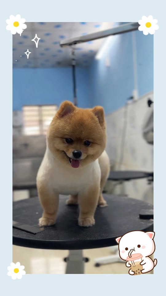 [🆕🇻🇳]  Babymall & Care Saigon – Cửa hàng đồ mẹ và bé 🧑‍🧒❤️️👶⭐️  , shares-0✔️ , likes-24❤️️ , date-2026-01-14 21:00:37🇻🇳🇻🇳🇻🇳📰🆕