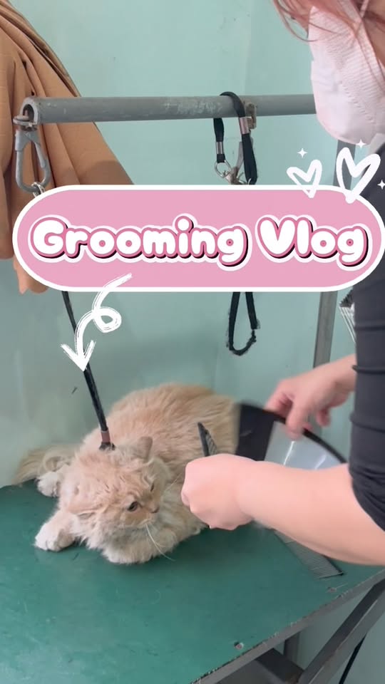 [🆕🇻🇳] Kate By Linh Nguyen – Kim Mã 😎❤️️⭐️ Tinh hoa của nghệ thuật đính kết thủ công cùng sự chỉn chu, cầu kì trong phom dáng để tôn lên sắc vóc của người phụ nữ Việt được tái hiện rõ nét qua chiếc  , shares-0✔️ , likes-3❤️️ , date-2026-01-11 16:11:39🇻🇳🇻🇳🇻🇳📰🆕