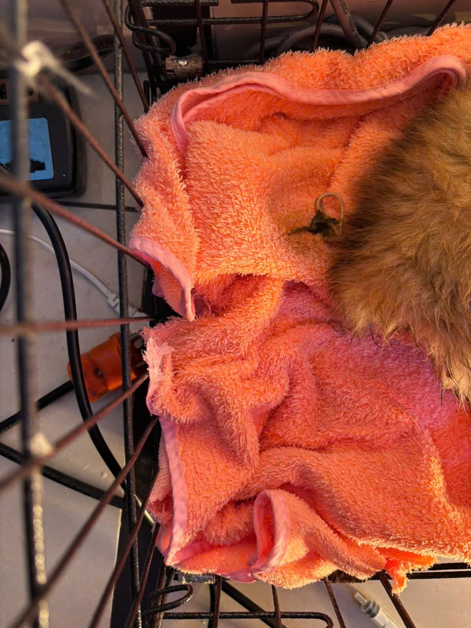 [☕️🇻🇳] Tiệm Cafe Mèo JennyMiaw – PetSpa 🥤 Top1Coffee ☕️ Mặc áo mà muốn lím lông?
Dễ nhắm, để Kem chỉ cho  , shares-0✔️ , likes-2❤️️ , date-2026-01-10 18:35:54🇻🇳🇻🇳🇻🇳📰🆕