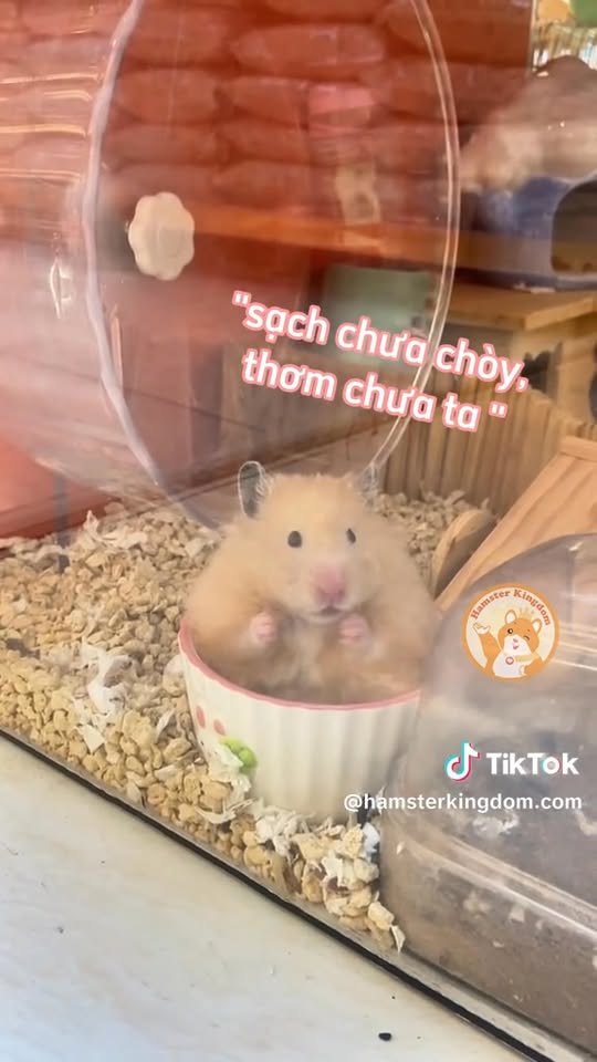 [🆕🇻🇳] LuckyBaby – Thế giới mẹ và bé 🧑‍🧒❤️️👶⭐️ Hôm nay mẹ mua gì cho bé 
 , shares-1✔️ , likes-14❤️️ , date-2026-01-14 04:02:39🇻🇳🇻🇳🇻🇳📰🆕