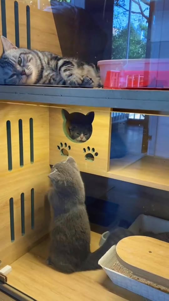 [🆕🇻🇳] Siêu thị Babymart Thái Bình – Cùng bé yêu khôn lớn  🧑‍🧒❤️️👶⭐️ Các mẹ trải nghiệm xong đều đóng họ cho Vinamilk suốt đờiiiii
Sau Ctrinh e còn 50 thùng thôi ạ
Sátt Tết ko nghĩ vẫn ôm dc con z.á ngon nghẻ thế 
——
Tiê , shares-0✔️ , likes-8❤️️ , date-2026-01-13 23:12:02🇻🇳🇻🇳🇻🇳📰🆕