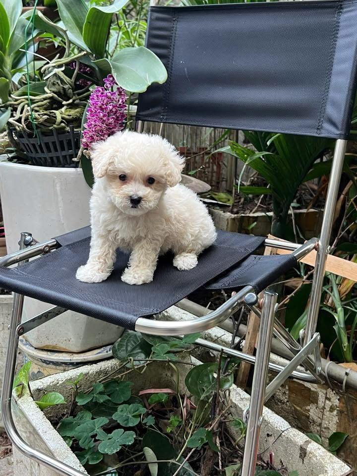 [🆕🇻🇳] Sachi Handmade – 𝘊𝘩𝘶𝘺𝑒̂𝘯 𝘱𝘩𝑢̣ 𝘬𝘪𝑒̣̂𝘯 𝘩𝘢𝘯𝘥𝘮𝘢𝘥𝘦 𝘤𝘩𝘰 𝘮𝑒̣ 𝘷𝑎̀ 𝘣𝑒́  🧑‍🧒❤️️👶⭐️ Tết này bé nào diện áo dài đỏ thì nhất định phải có 𝐜𝐡𝐢𝐞̂́𝐜 𝐛𝐨̛̀𝐦 𝐧𝐡𝐮𝐧𝐠 đ𝐢́𝐧𝐡 𝐤𝐞̂́𝐭 𝐡𝐨𝐚 nhà Sachi đó nha 
Sắc nhung đỏ trầm sang, mềm mịn và cực kỳ “ăn hìn , shares-0✔️ , likes-3❤️️ , date-2026-01-14 03:30:40🇻🇳🇻🇳🇻🇳📰🆕