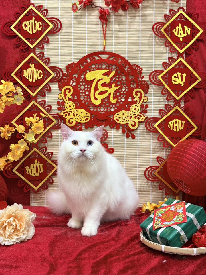 [🆕🇻🇳] Tiệm chăn Sen Đá – Chăn ga gối thiết kế  [🆕Top1Vietnam🇻🇳] 👕 Top1Fashion 👗   Cảm nhận của khách hàng về Gối Mây Sen Đá 

Mỗi lần nhận được feedback của khách hàng, Sen Đá lại thấy như được tiếp thêm động lực vì sản phẩm mình chăm c , shares-0✔️ , likes-5❤️️ , date-2026-01-16 03:05:13🇻🇳🇻🇳🇻🇳📰🆕