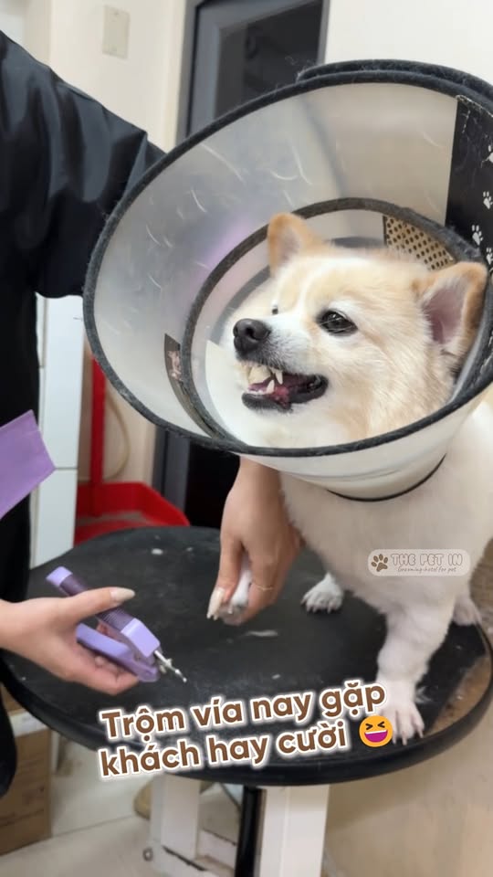 [🆕🇻🇳]  Mămmy Việt Nam -The best babyfood brand 🧑‍🧒❤️️👶⭐️ [MINIGAME] BẮT LẤY “TÍN HIỆU VŨ TRỤ”: TẾT NÀY MẸ ĐƯỢC “TRỐN” VIỆC GÌ? 

 Loa loa loa! Các mẹ ơi, một năm vất vả chăm con và lo toan việc nhà rồi, Tết này l , shares-0✔️ , likes-78❤️️ , date-2026-01-14 02:48:44🇻🇳🇻🇳🇻🇳📰🆕