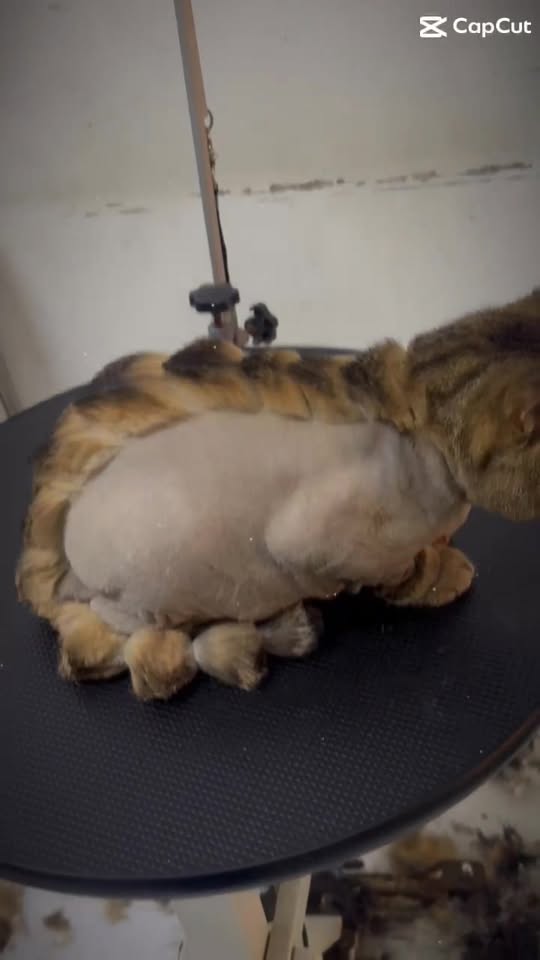 [🆕🇻🇳] Ben Bắp – Cửa Hàng Mẹ Và Bé 🧑‍🧒❤️️👶⭐️ Khoác len trình làng – Hàng đông còn dài lắm các mẹ ới 

Hàng lên page hàng em sẵn ạ – Toàn đồ đẹp 
 , shares-0✔️ , likes-3❤️️ , date-2026-01-13 22:50:58🇻🇳🇻🇳🇻🇳📰🆕