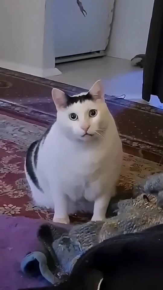 [🆕🇻🇳]  ĐẬU NẾP P7 – thời trang trẻ em – trọn bộ đi sinh 🧑‍🧒❤️️👶⭐️ HOTLINE: 0969.10.70.60

ĐỒ TẾT QUÃNG CHÂU VỀ NGẬP SHOP, TỪ SƠ SINH ĐẾN ANH CHỊ LỚN ĐỀU ĐỦ MẪU ĐỦ SIZE XỊN XÒ, THƯƠNG MỜI BAME CÙNG BÉ YÊU SẮM TẾT Ạ

Đ𝐚̣̂𝐮  , shares-0✔️ , likes-2❤️️ , date-2026-01-15 18:31:26🇻🇳🇻🇳🇻🇳📰🆕