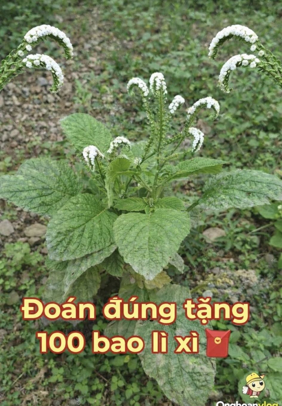 [🆕🇻🇳] Dimo shop – 422 núi thành – Cửa hàng quần áo nữ [🆕Top1Vietnam🇻🇳] 👕 Top1Fashion 👗  Chắc ai cũng cần những chiếc áo basic này phải không ạ 
Ai chứ riêng e cất dành mỗi cái mỗi màu rồi ạ 
Đơn giản mà mặc vào kiểu nó xinh sang kiểu gì á 
 , shares-0✔️ , likes-0❤️️ , date-2026-01-25 03:14:48🇻🇳🇻🇳🇻🇳📰🆕